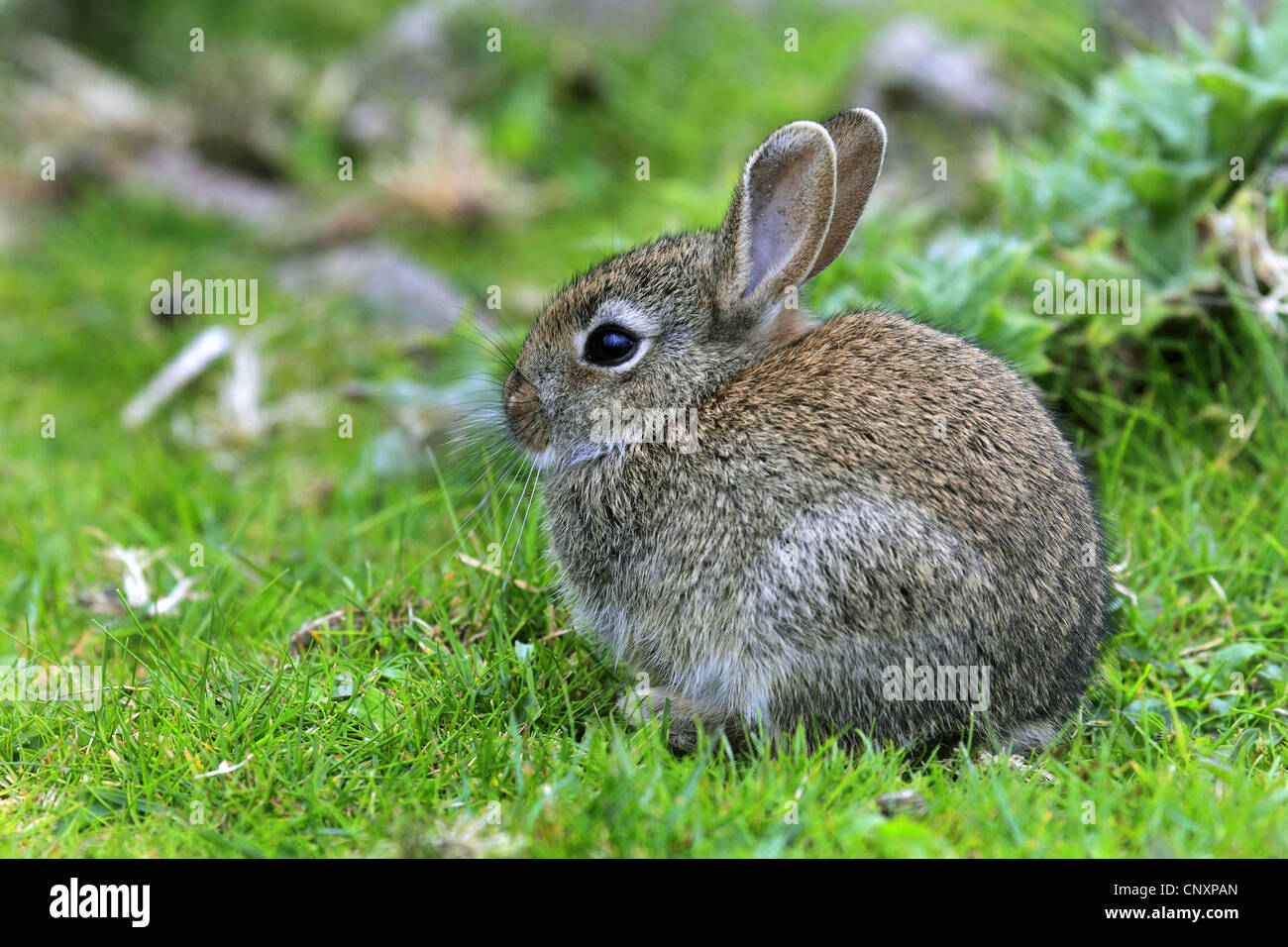 European rabbit (Oryctolagus cuniculus), bunny in a meadow, United Kingdom, Scotland Stock Photo