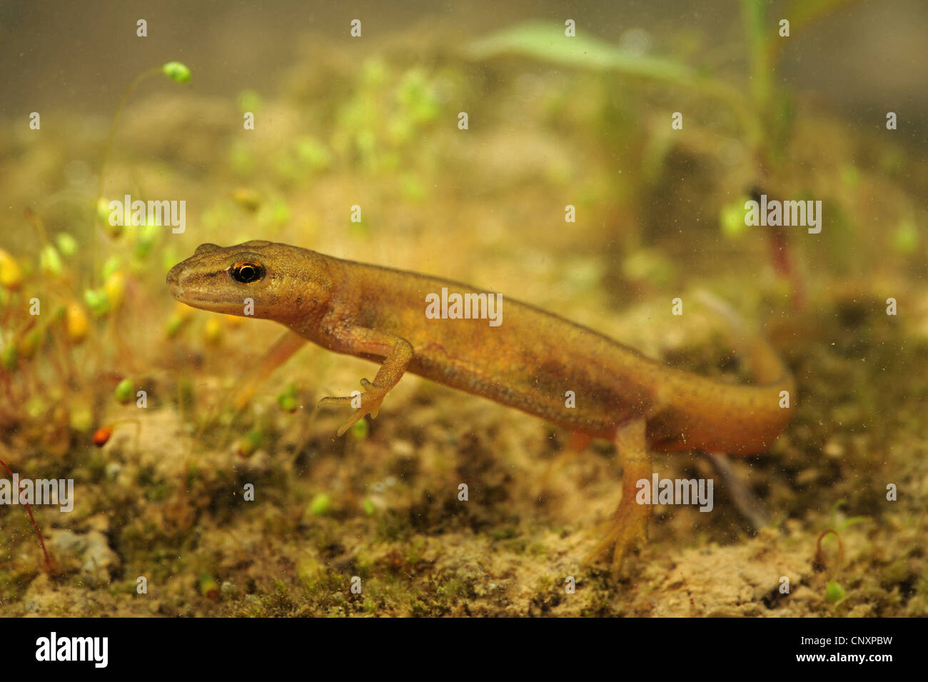 smooth newt (Triturus vulgaris, Lissotriton vulgaris ), female, Croatia Stock Photo