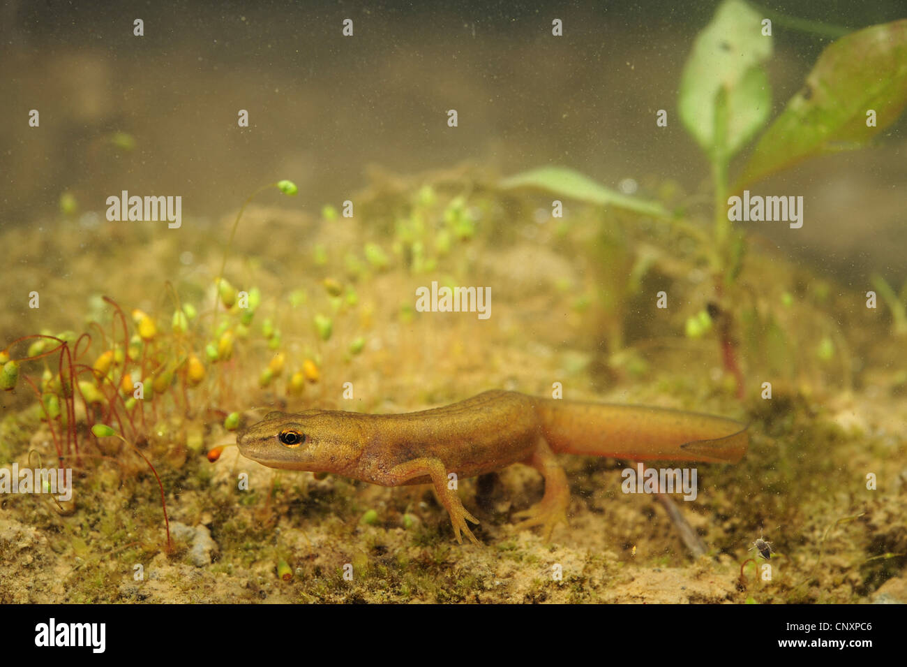 smooth newt (Triturus vulgaris, Lissotriton vulgaris ), female, Croatia Stock Photo