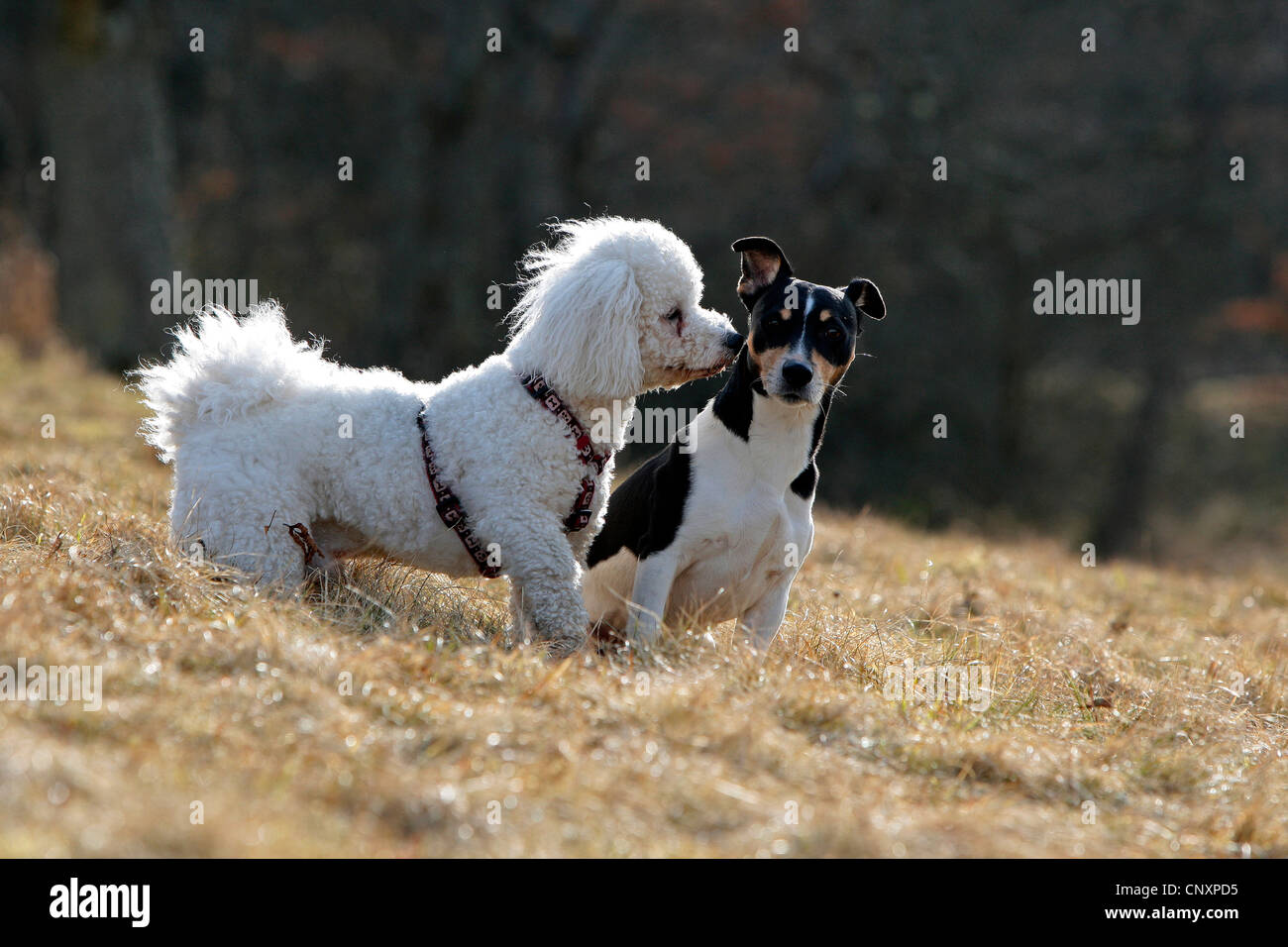 Bichon fris� (Canis lupus f. familiaris), playing with Jack Russel Terrier in a meadow Stock Photo