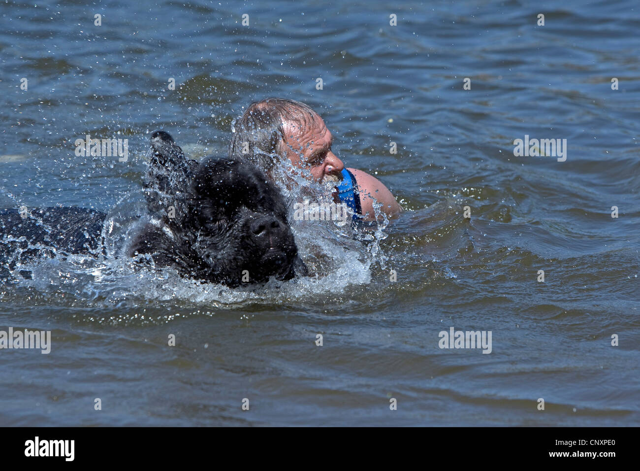 Newfoundland (Canis lupus f. familiaris), pulling a man out of the water Stock Photo