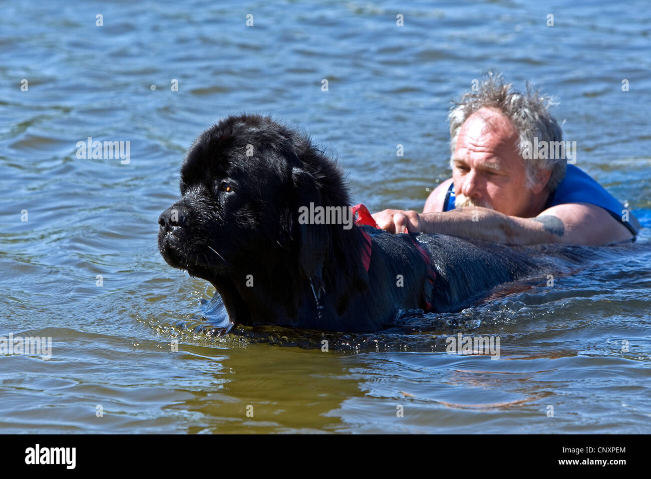 Newfoundland (Canis lupus f. familiaris), pulling a man out of the water Stock Photo