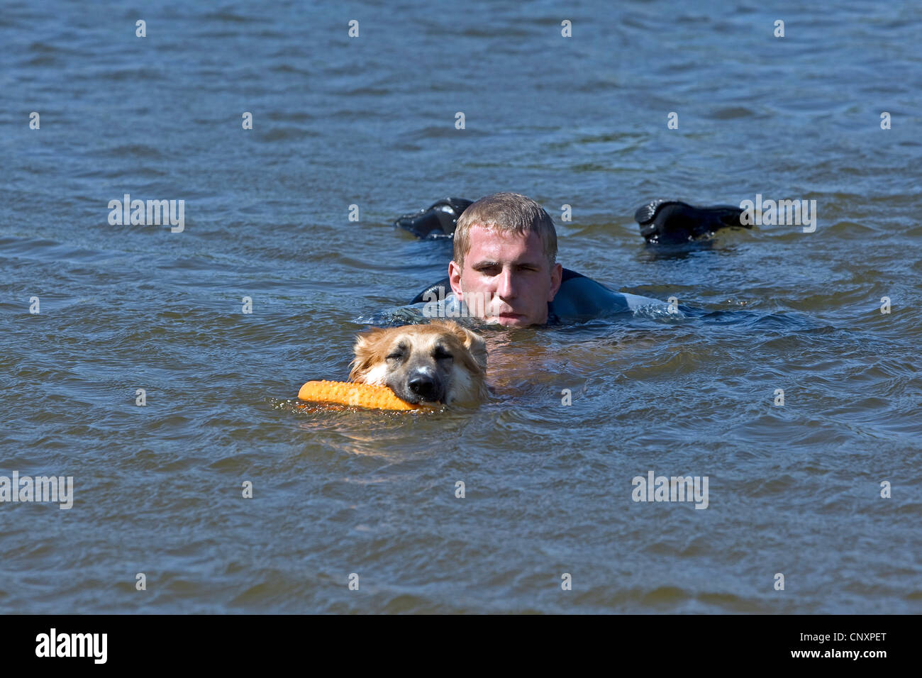 mixed breed dog (Canis lupus f. familiaris), pulling a man out ot the water Stock Photo