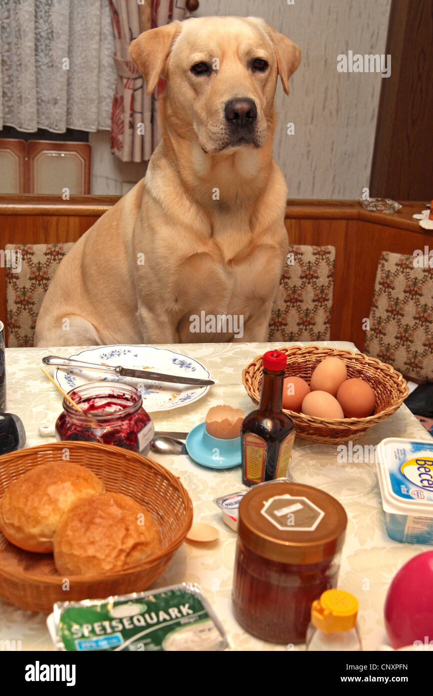 Labrador Retriever (Canis lupus f. familiaris), begging at the breakfast table Stock Photo