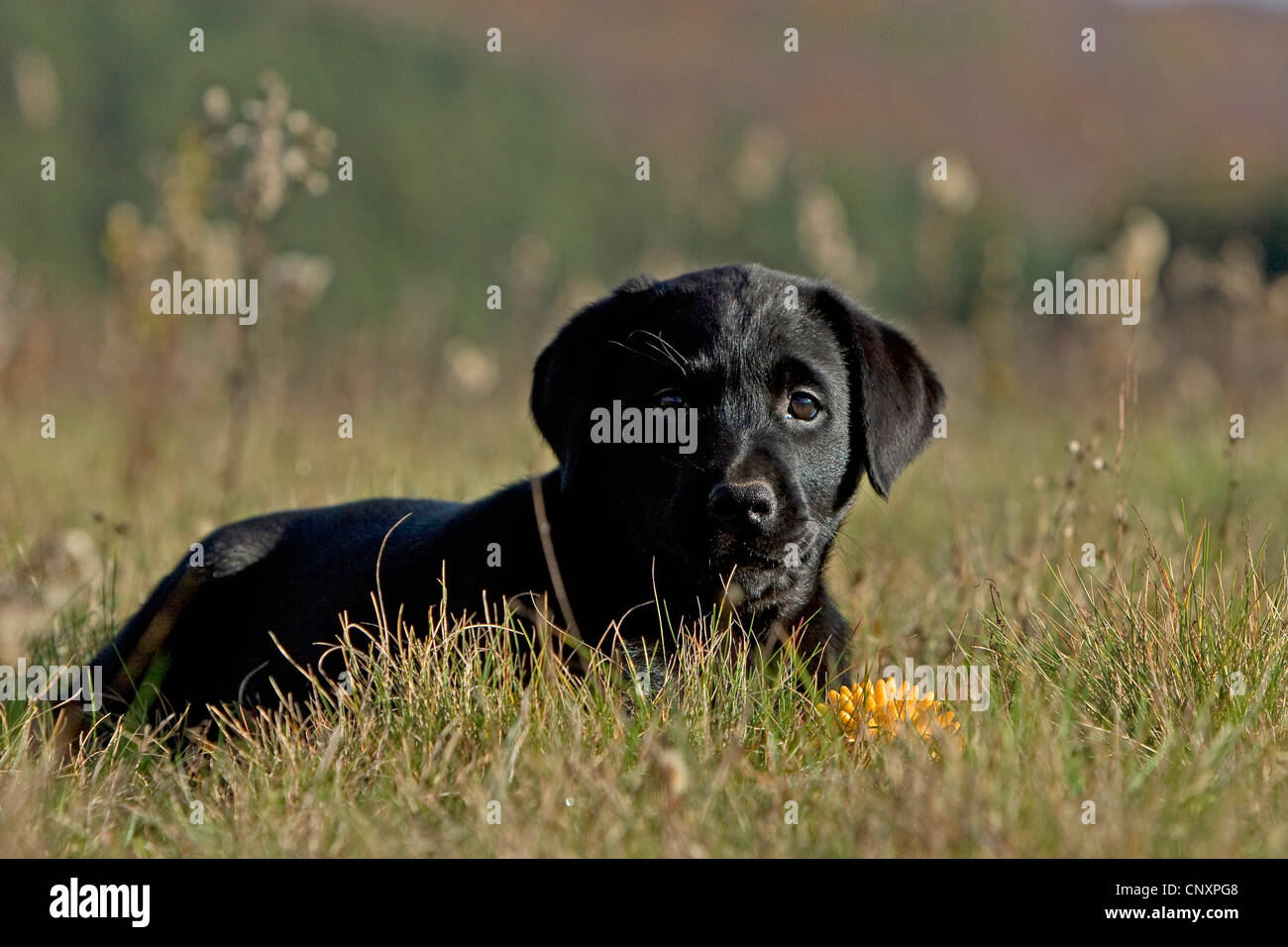 Labrador Retriever (Canis lupus f. familiaris), puppy lying in meadow Stock Photo