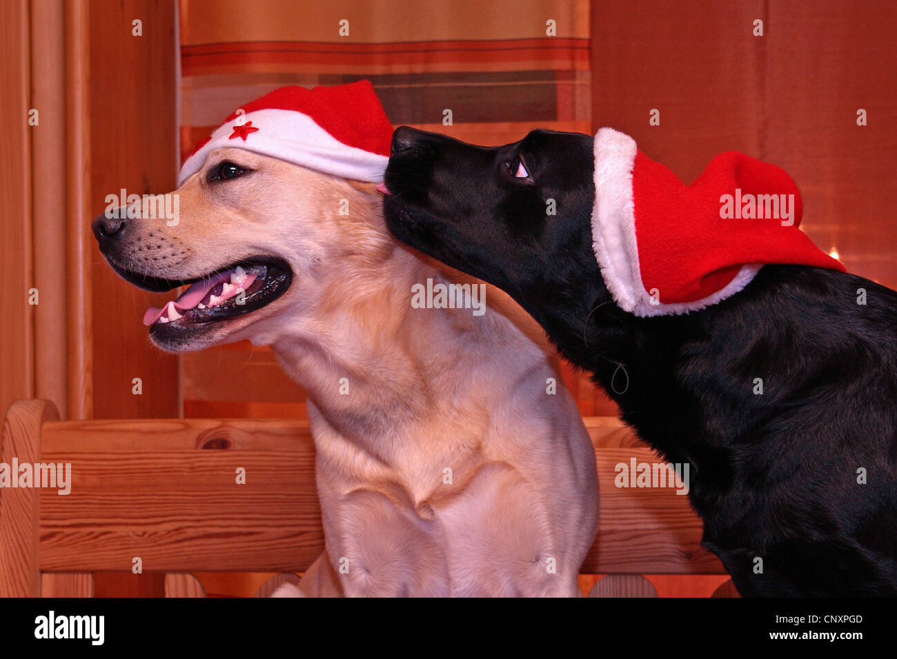 Labrador Retriever (Canis lupus f. familiaris), two dogs with Santa hats Stock Photo
