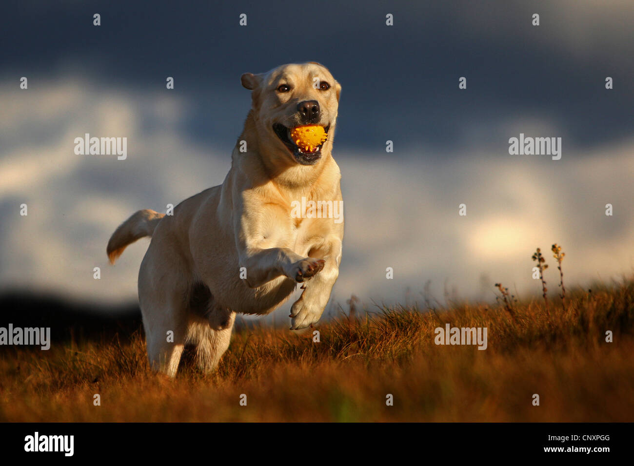 Labrador Retriever (Canis lupus f. familiaris), running through a meadow with ball in mouth Stock Photo