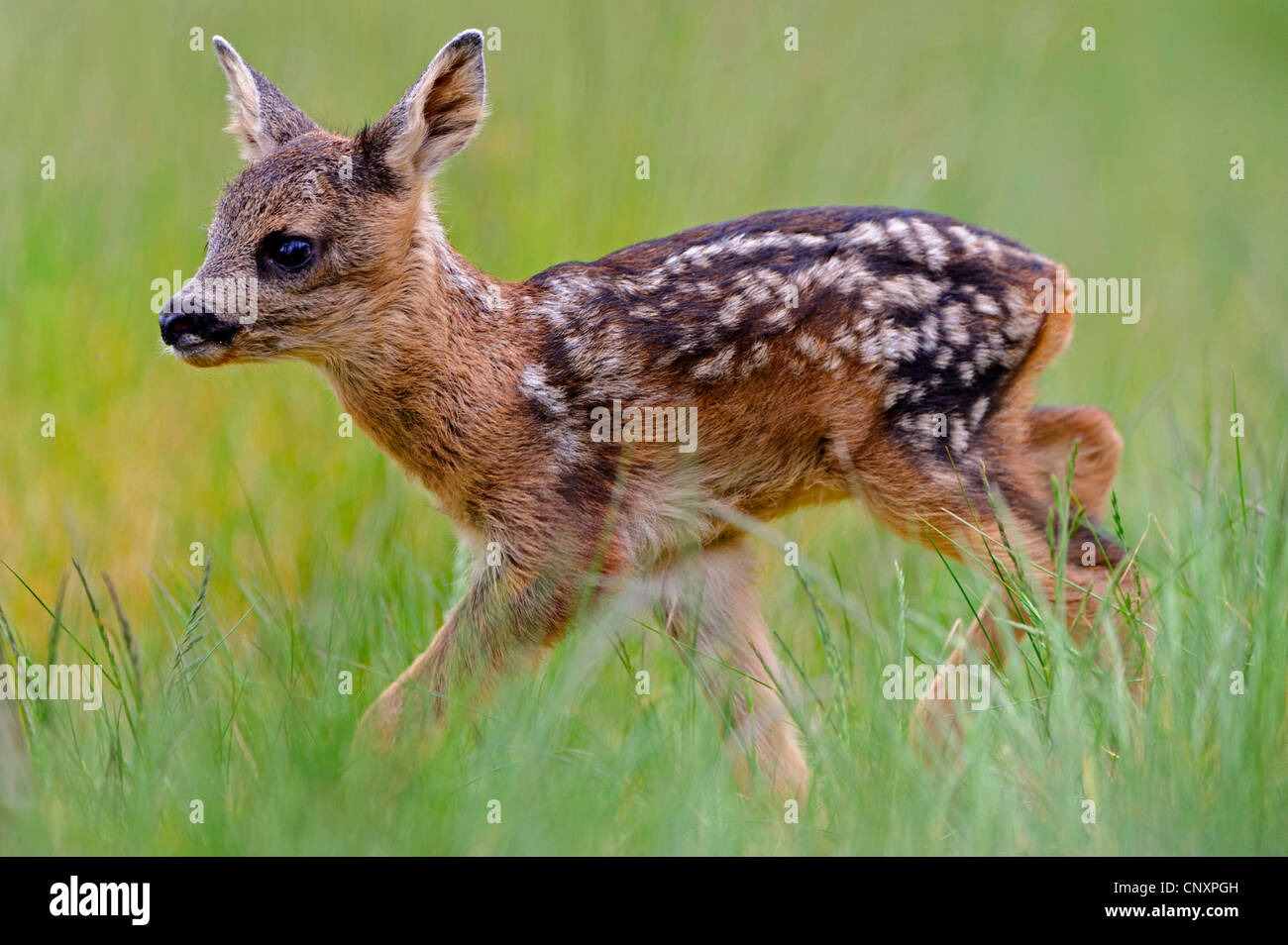Capreolus roe deers walking hi-res stock photography and images - Alamy
