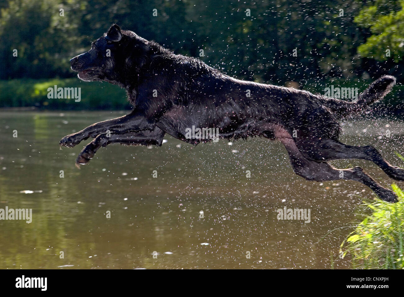 Labrador Retriever (Canis lupus f. familiaris), jumping into water Stock Photo