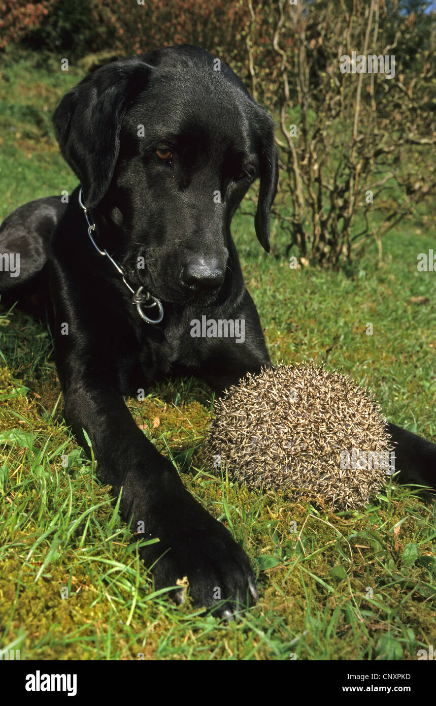 Labrador Retriever (Canis lupus f. familiaris), lying in meadow and looking at hedghog Stock Photo