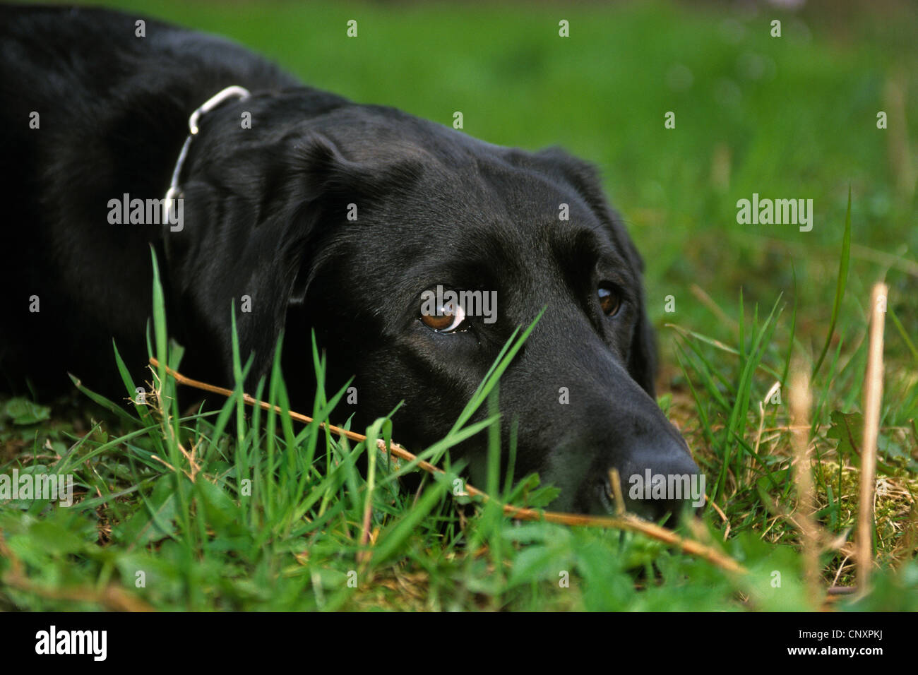 Labrador Retriever (Canis lupus f. familiaris), lying in meadow Stock ...