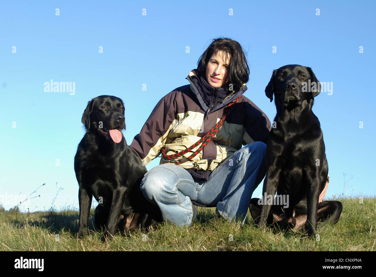 Labrador Retriever (Canis lupus f. familiaris), young woman crouching between two dogs Stock Photo