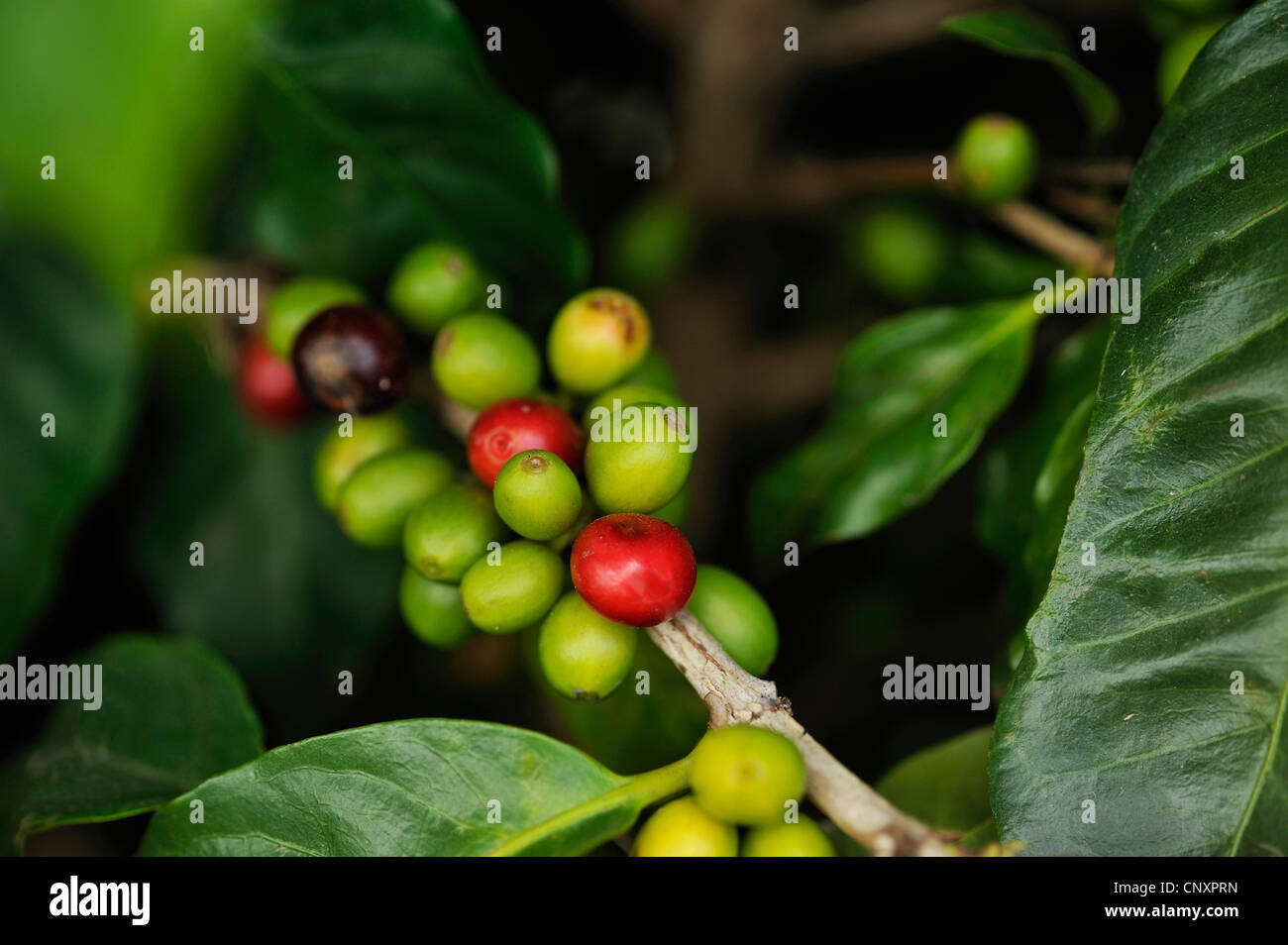 Arabian coffee (Coffea arabica), branch with fruits, Guatemala Stock Photo