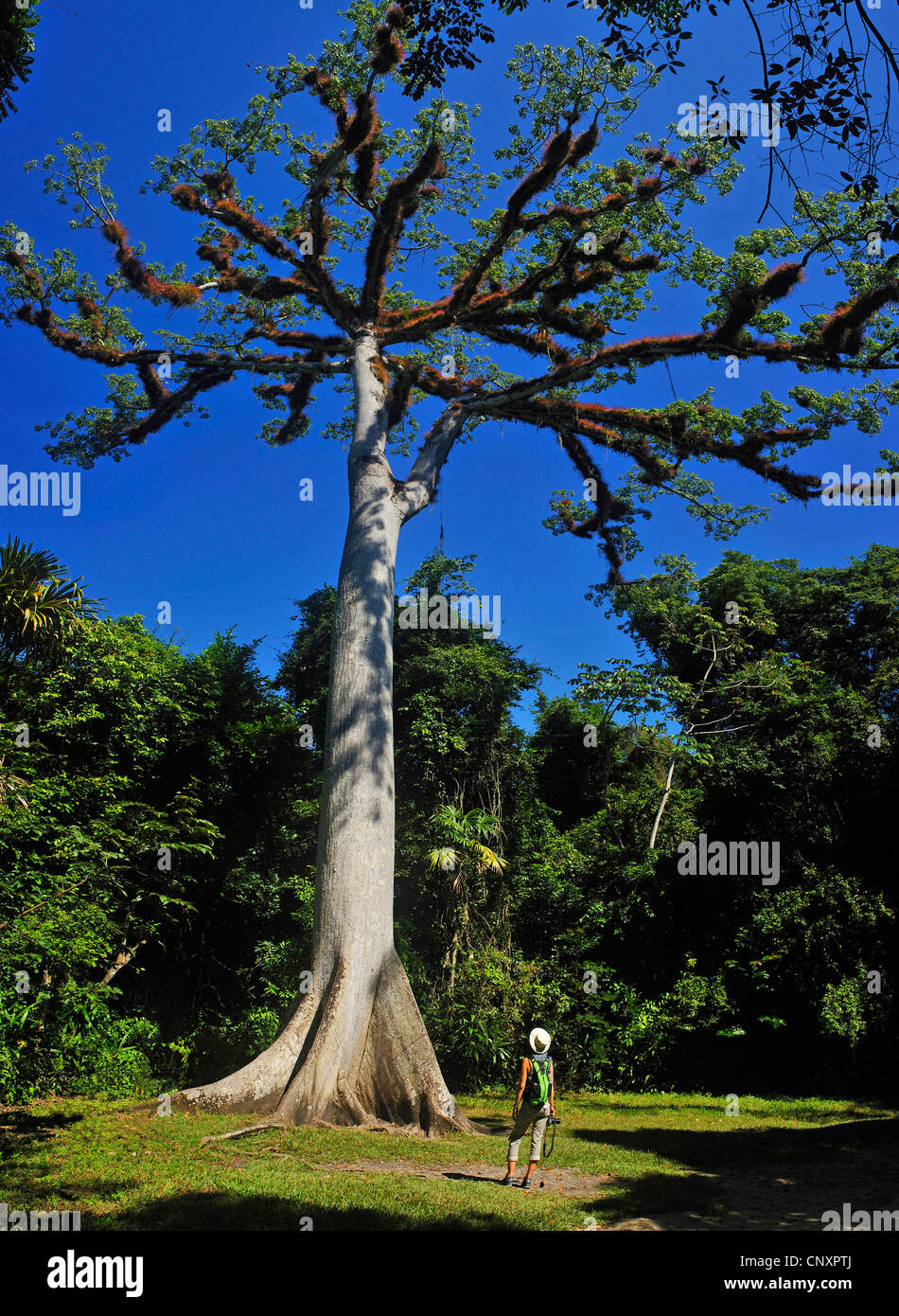 kapok tree (Ceiba pentandra), sacred tree in tirak wood, Guatemala Stock Photo