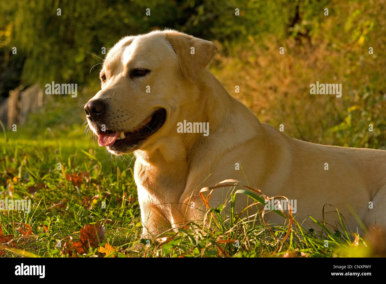 Labrador Retriever (Canis lupus f. familiaris), lying in meadow Stock ...