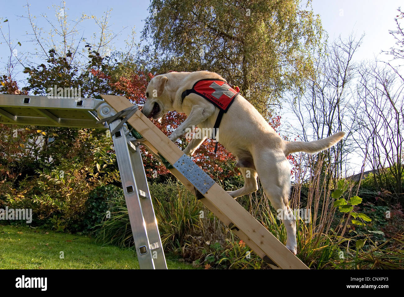Labrador Retriever (Canis lupus f. familiaris), climbing a ladder Stock