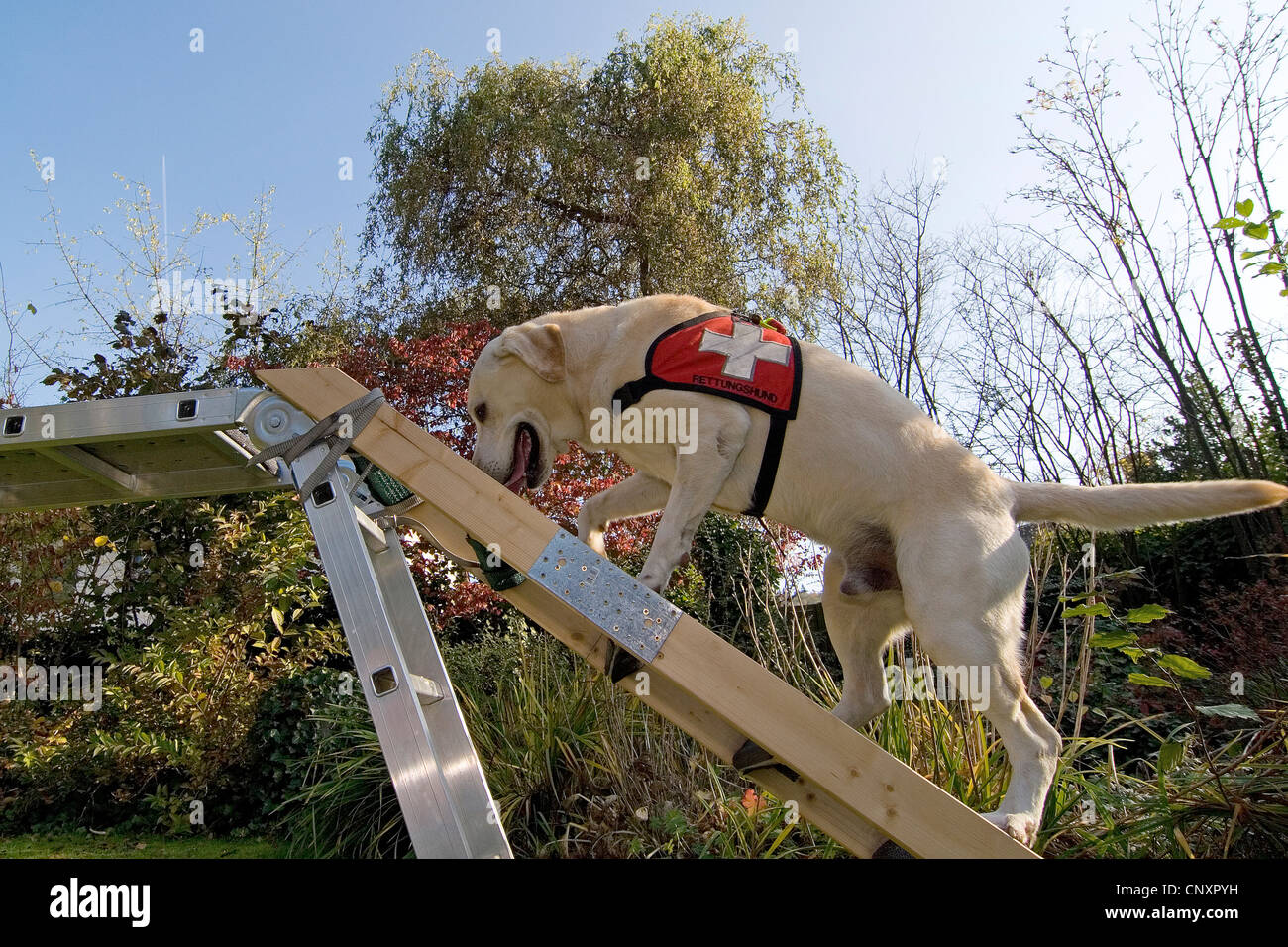 Labrador Retriever (Canis lupus f. familiaris), climbing a ladder Stock Photo