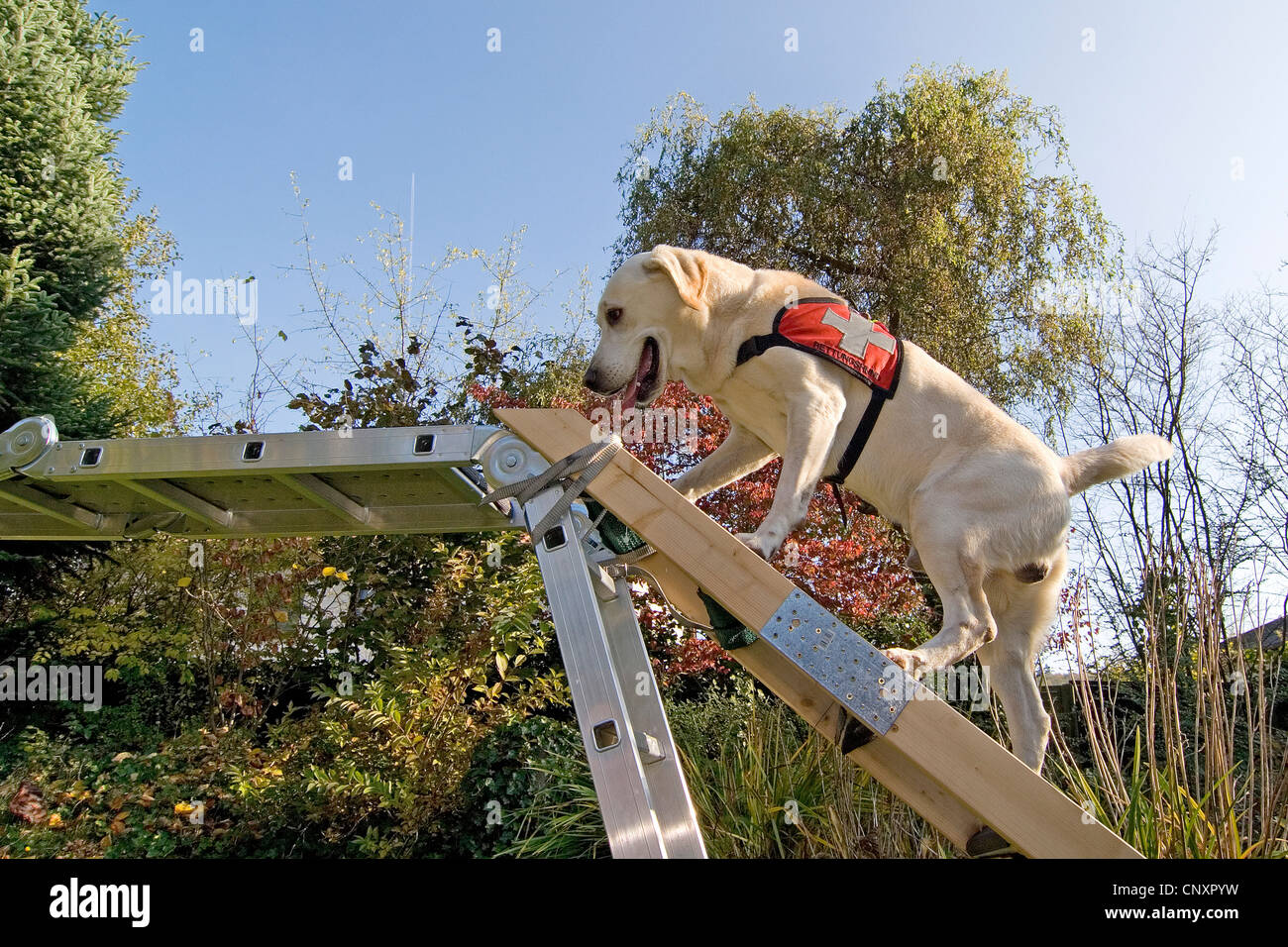 Labrador Retriever (Canis lupus f. familiaris), climbing a ladder Stock