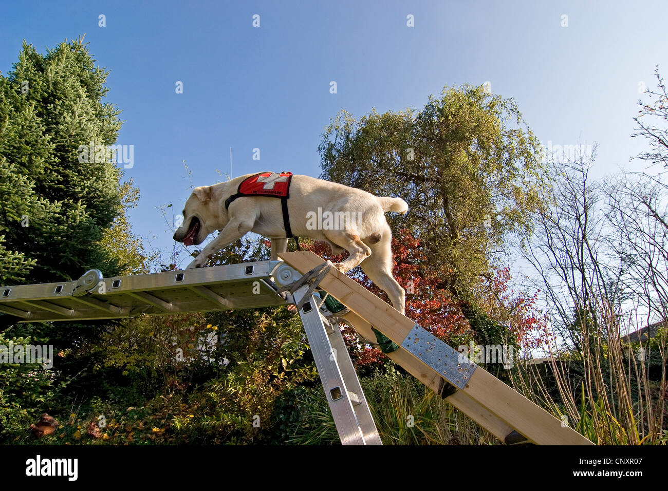 Labrador Retriever (Canis lupus f. familiaris), climbing a ladder Stock