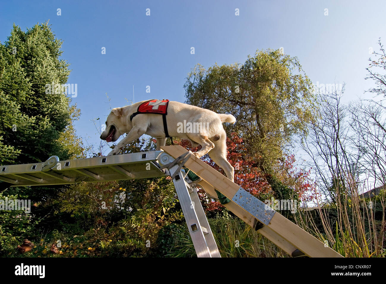 Labrador Retriever (Canis lupus f. familiaris), climbing a ladder Stock Photo