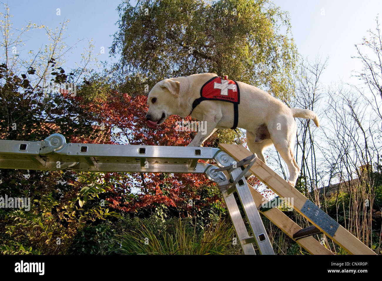 Labrador Retriever (Canis lupus f. familiaris), climbing a ladder Stock