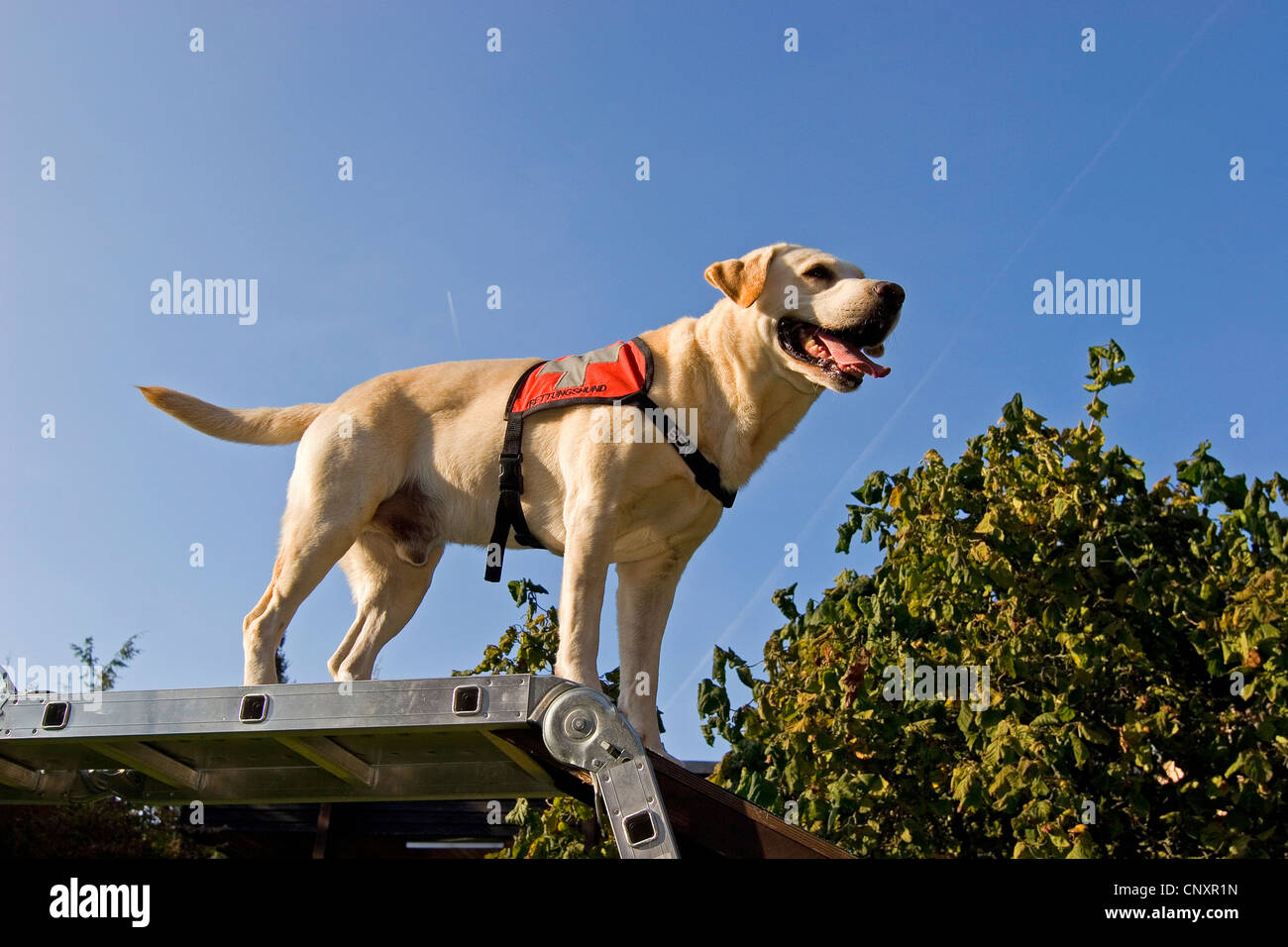 Labrador Retriever (Canis lupus f. familiaris), standing on a ladder Stock Photo