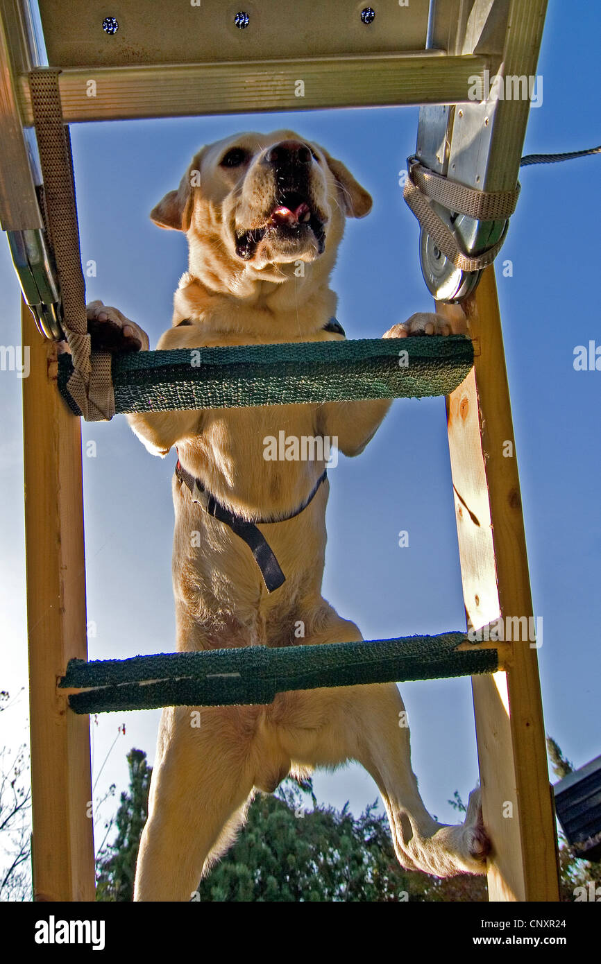 Labrador Retriever (Canis lupus f. familiaris), climbing a ladder Stock Photo