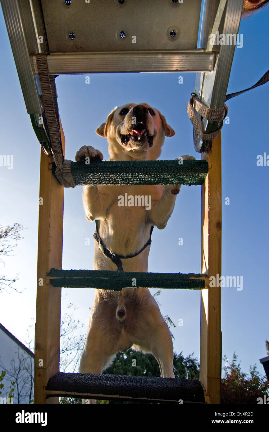 Labrador Retriever (Canis lupus f. familiaris), climbing a ladder Stock