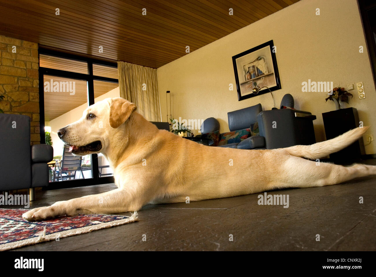 Labrador Retriever (Canis lupus f. familiaris), lying in living room Stock Photo