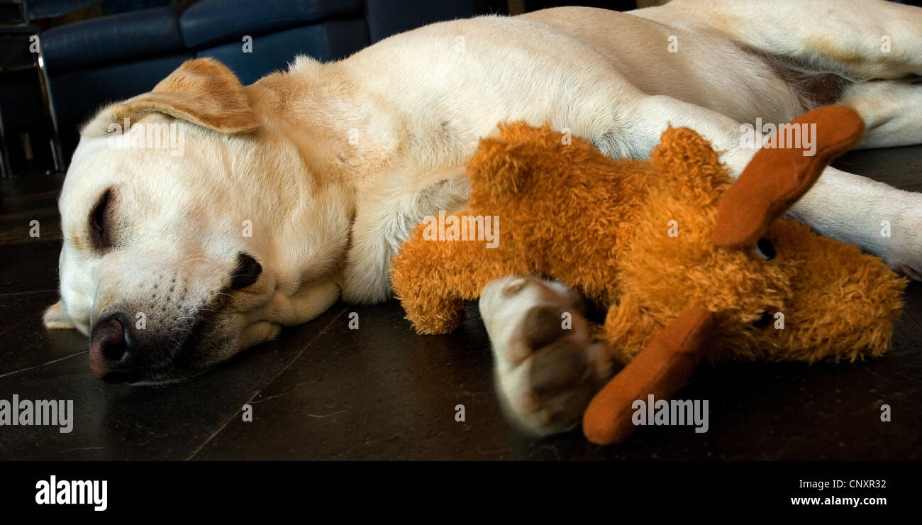 Labrador Retriever (Canis lupus f. familiaris), sleeping with cuddly toy Stock Photo
