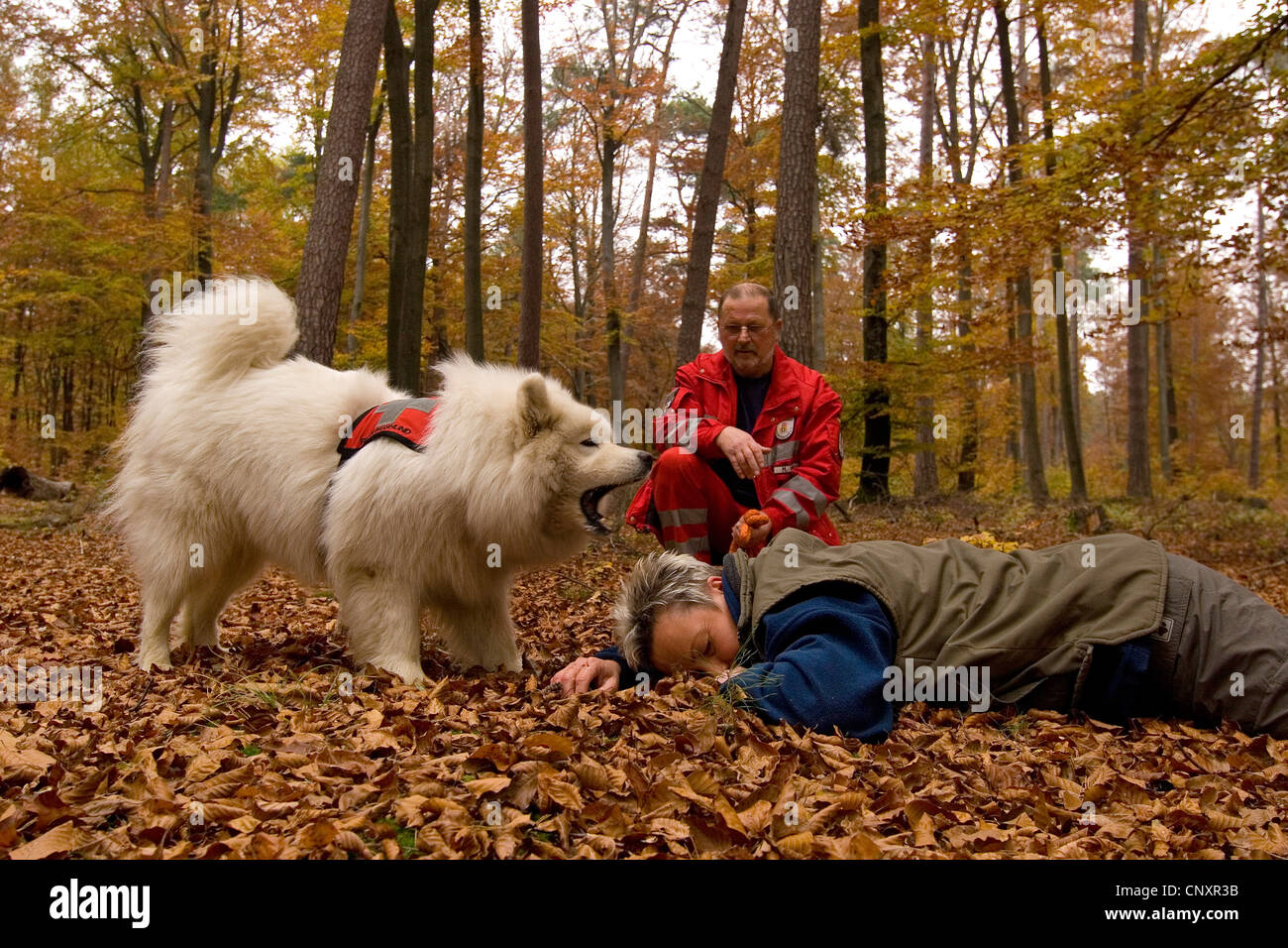 Samoyed (Canis lupus f. familiaris), rescue dog finding a person in autumn forest Stock Photo