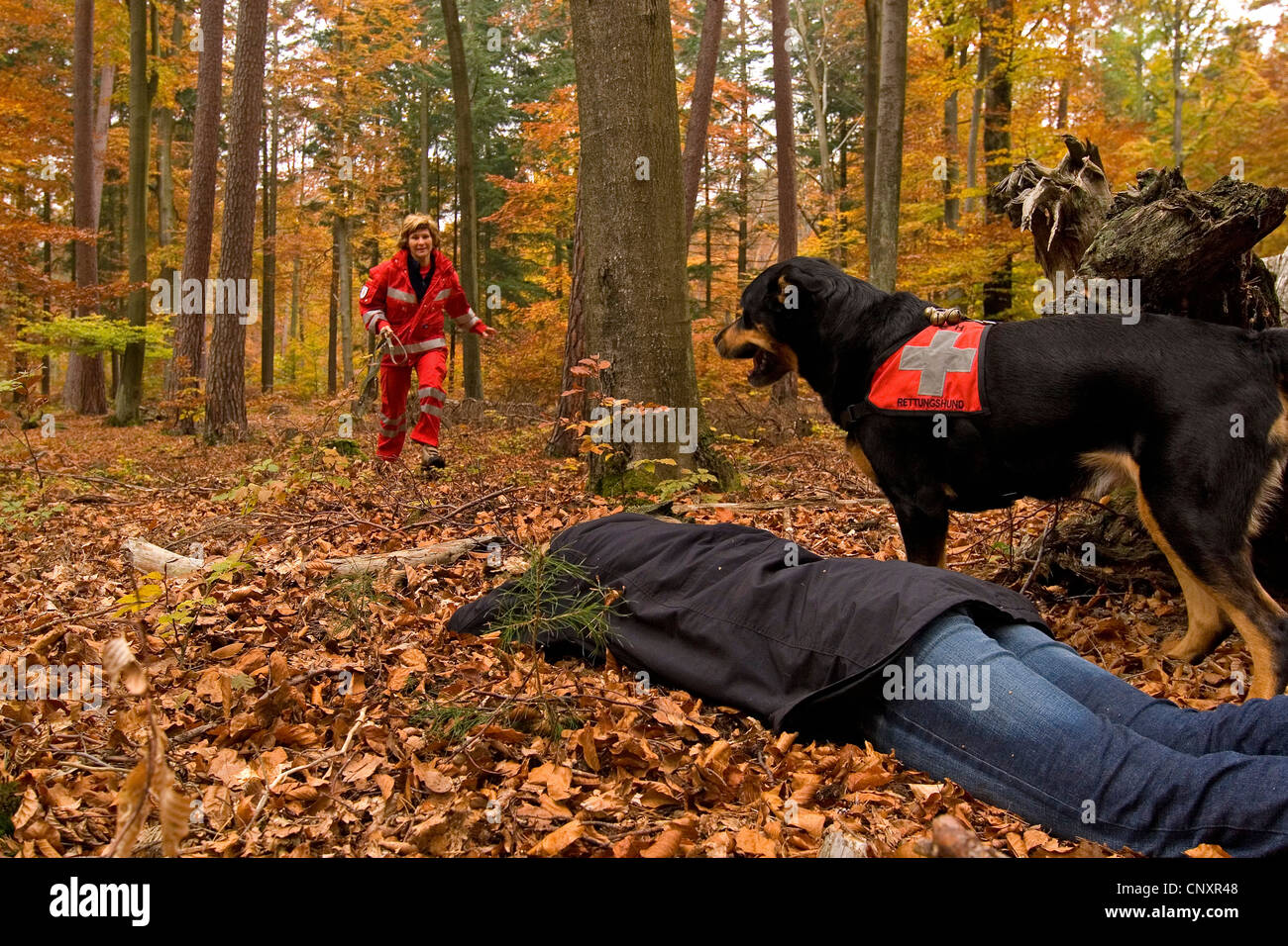 mixed breed dog (Canis lupus f. familiaris), search and rescue dog finding a person in autumn forest Stock Photo