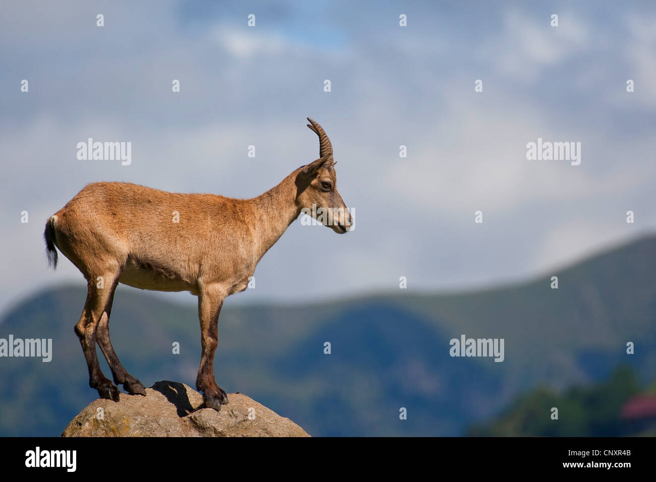 alpine ibex (Capra ibex), standing on a boulder in front of mountain panorama Stock Photo