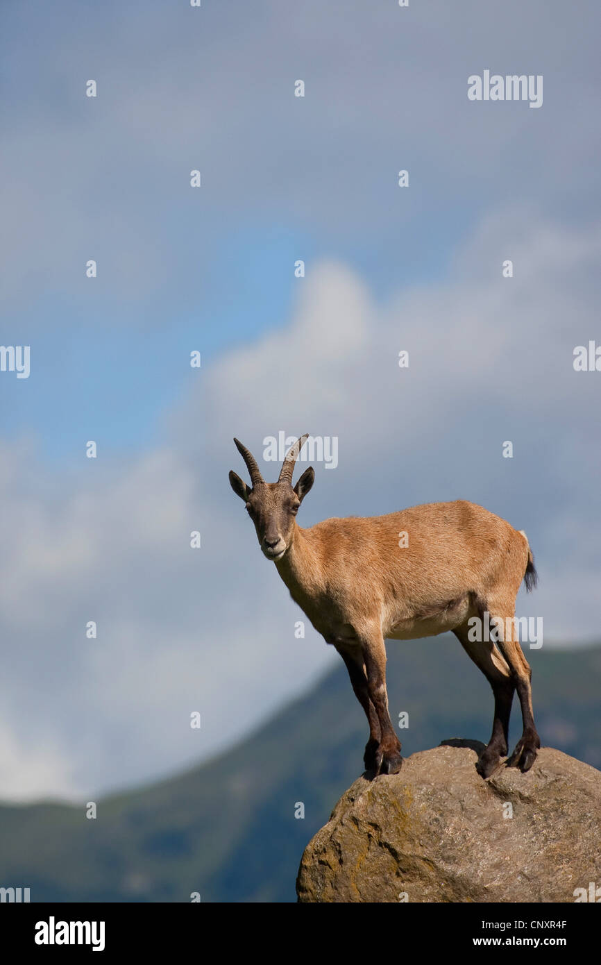 alpine ibex (Capra ibex), standing on a boulder in front of mountain panorama Stock Photo