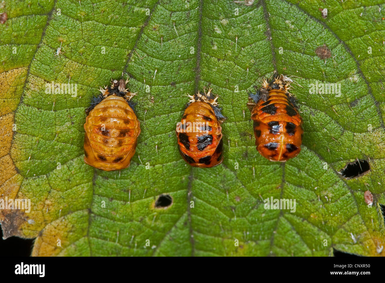 multicoloured Asian beetle (Harmonia axyridis), pupas, Germany Stock Photo
