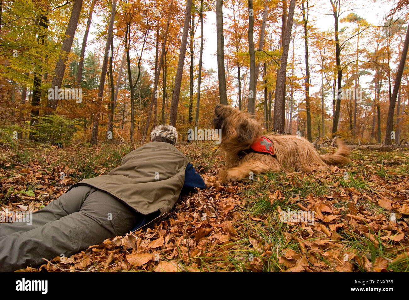 mixed breed dog (Canis lupus f. familiaris), search and rescue dog finding missed person Stock Photo