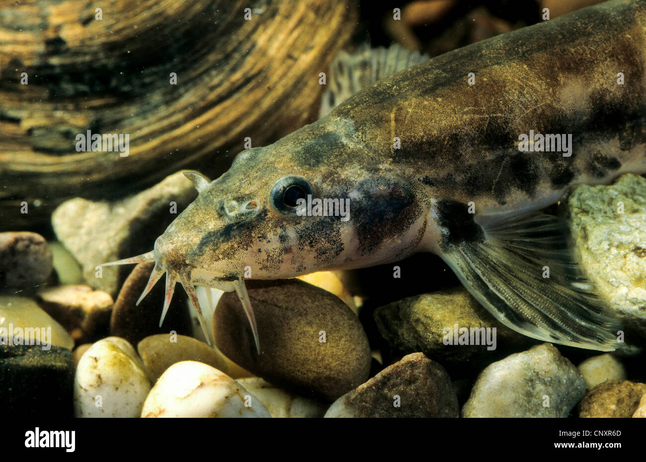 stone loach (Noemacheilus barbulatus, Barbatula barbatula, Nemacheilus barbatulus), swimming close to the pebble ground of a river, Germany Stock Photo