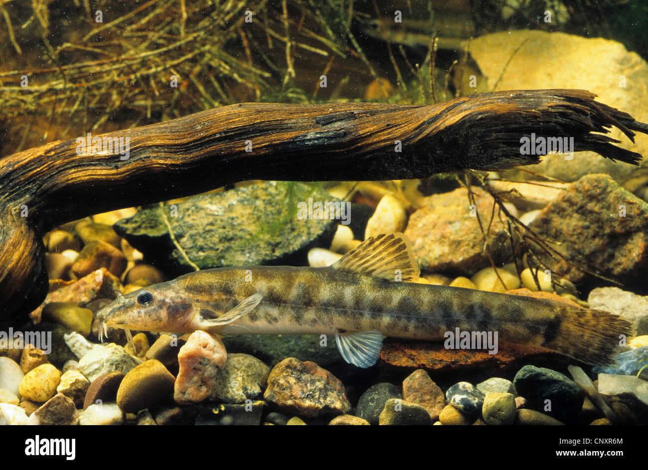 stone loach (Noemacheilus barbulatus, Barbatula barbatula, Nemacheilus barbatulus), swimming close to the pebble ground of a river, Germany Stock Photo