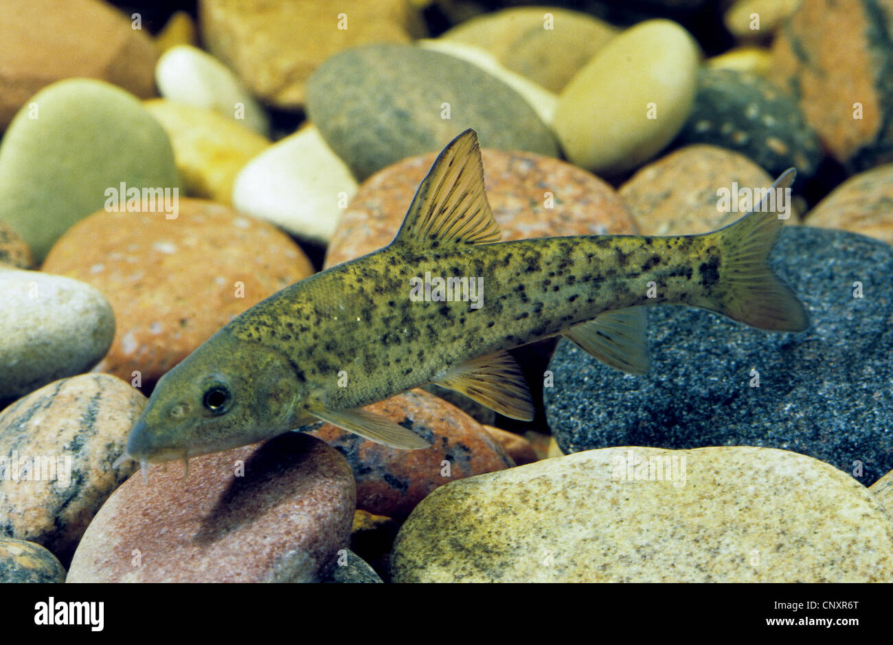 barbel (Barbus barbus), juvenile at the pebble ground of a water, Germany Stock Photo