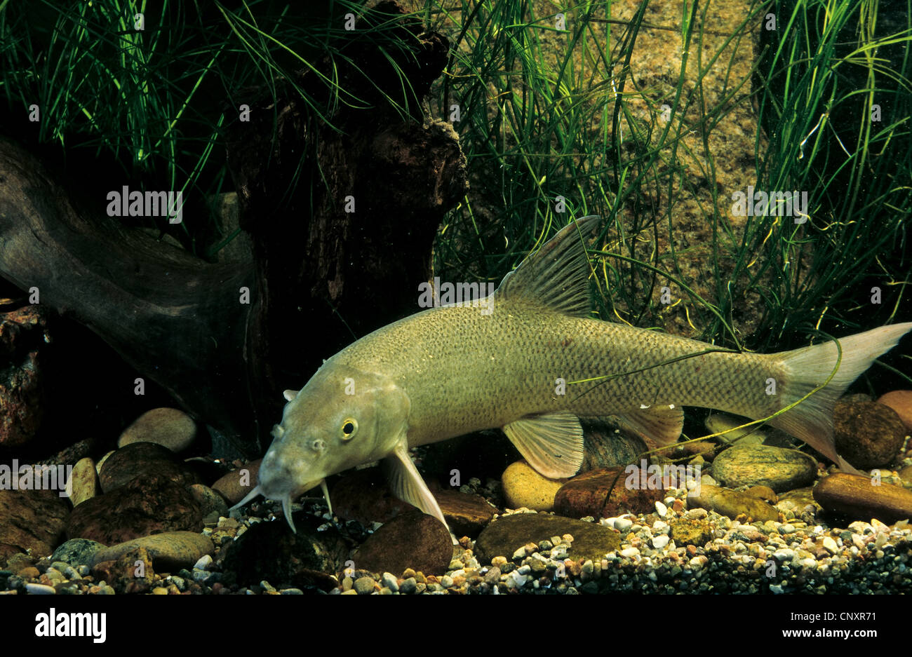 barbel (Barbus barbus), at the pebble ground of a water, Germany Stock Photo