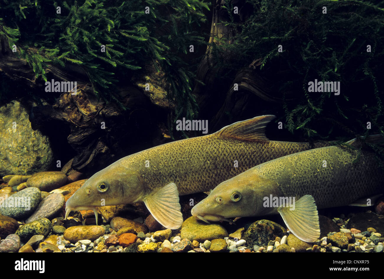 barbel (Barbus barbus), two fishes at the pebble ground of a water, Germany Stock Photo