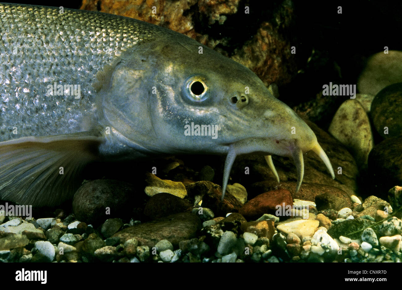 barbel (Barbus barbus), portrait at the pebble ground of a water, Germany Stock Photo