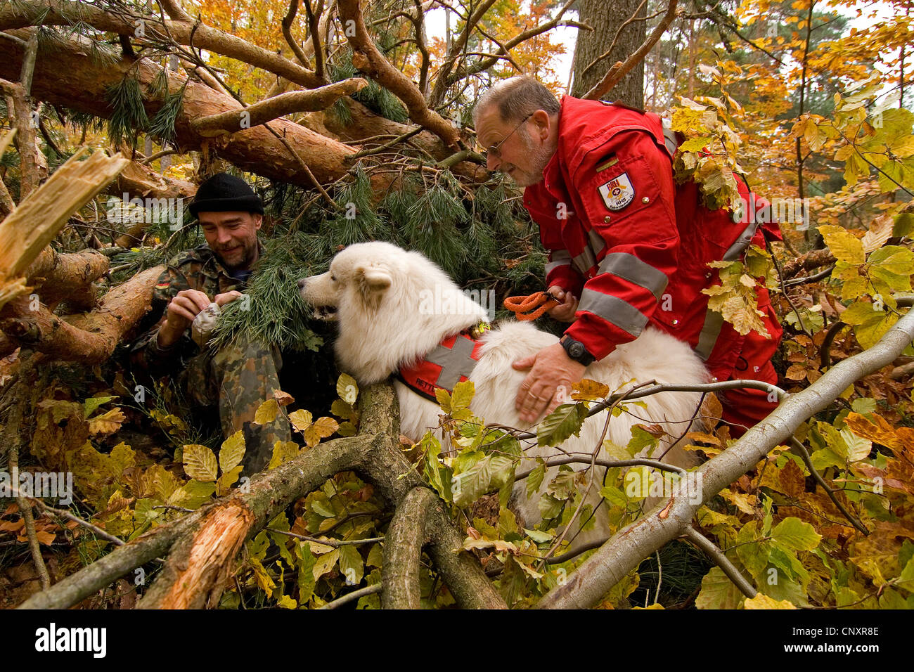 Samoyed (Canis lupus f. familiaris), search and rescue dog finding a person in heavy brush Stock Photo