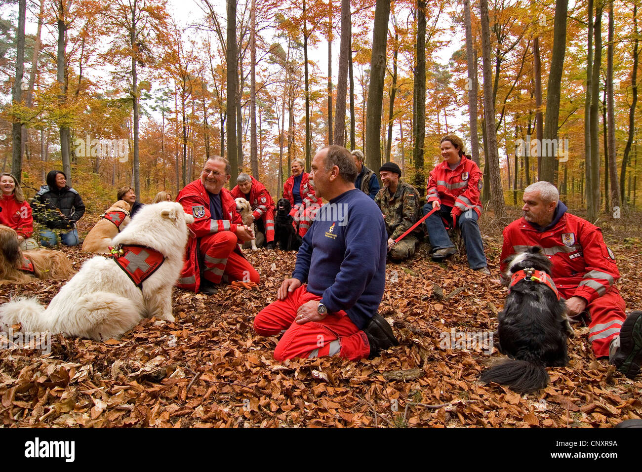 domestic dog (Canis lupus f. familiaris), briefing of trainers with search and rescue dogs in autumn forest Stock Photo