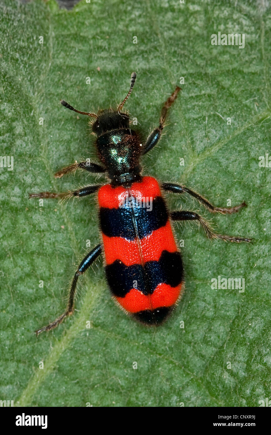 bee beetle, bee wolf (Trichodes apiarius), sitting on a leaf, Germany Stock Photo