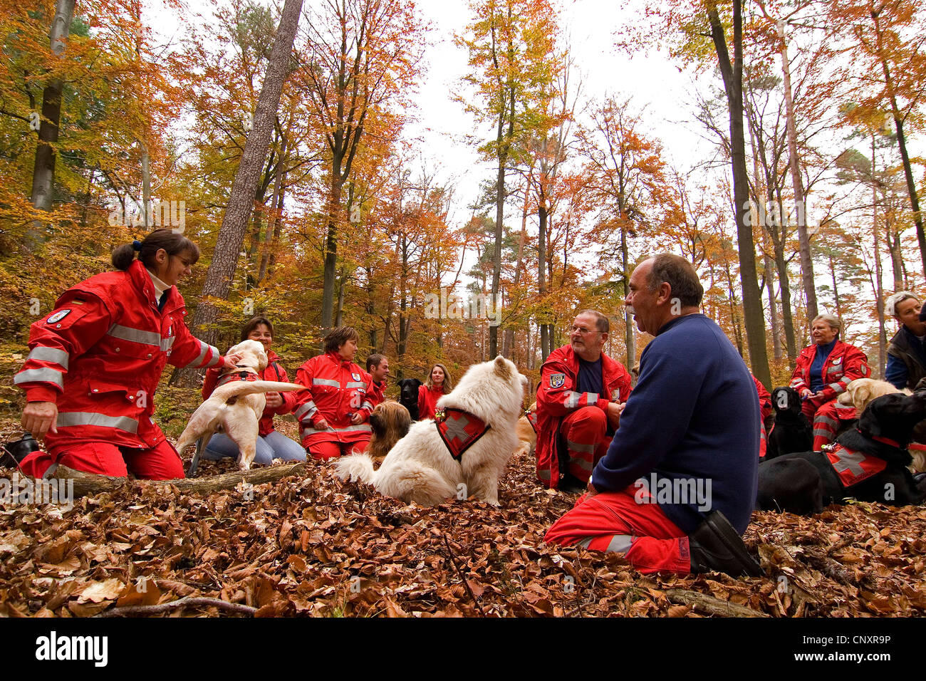 Samoyed (Canis lupus f. familiaris), briefing of trainers with search and rescue dogs in autumn forest Stock Photo