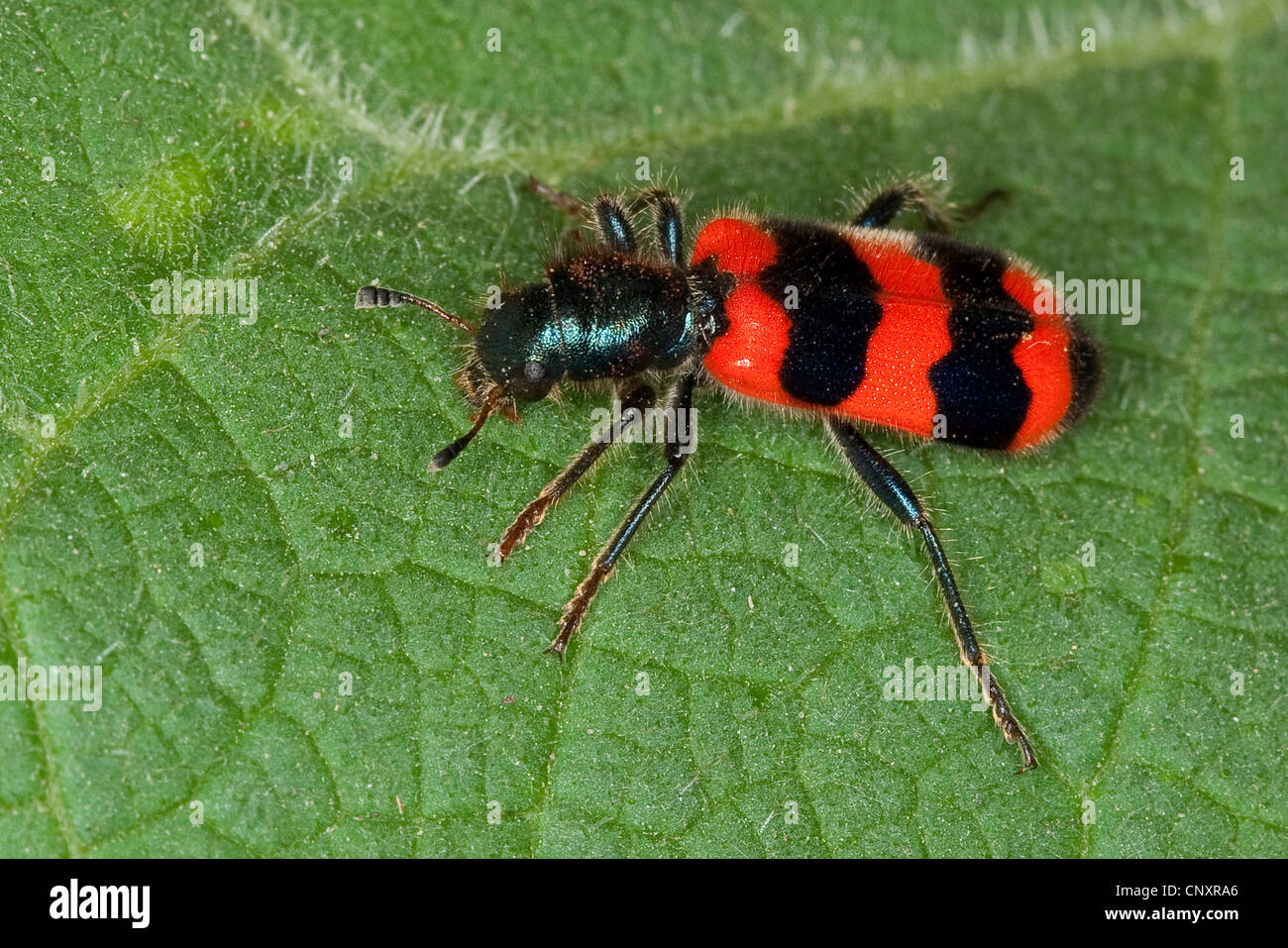 bee beetle, bee wolf (Trichodes apiarius), sitting on a leaf, Germany Stock Photo