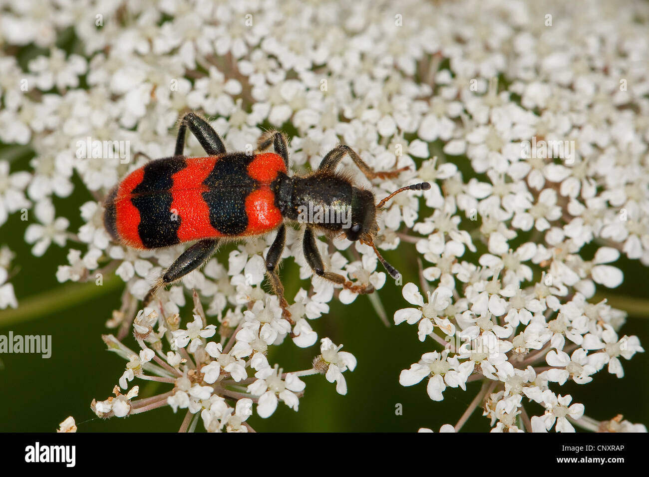 bee beetle, bee wolf (Trichodes apiarius), sitting on an umbellifer, Germany Stock Photo