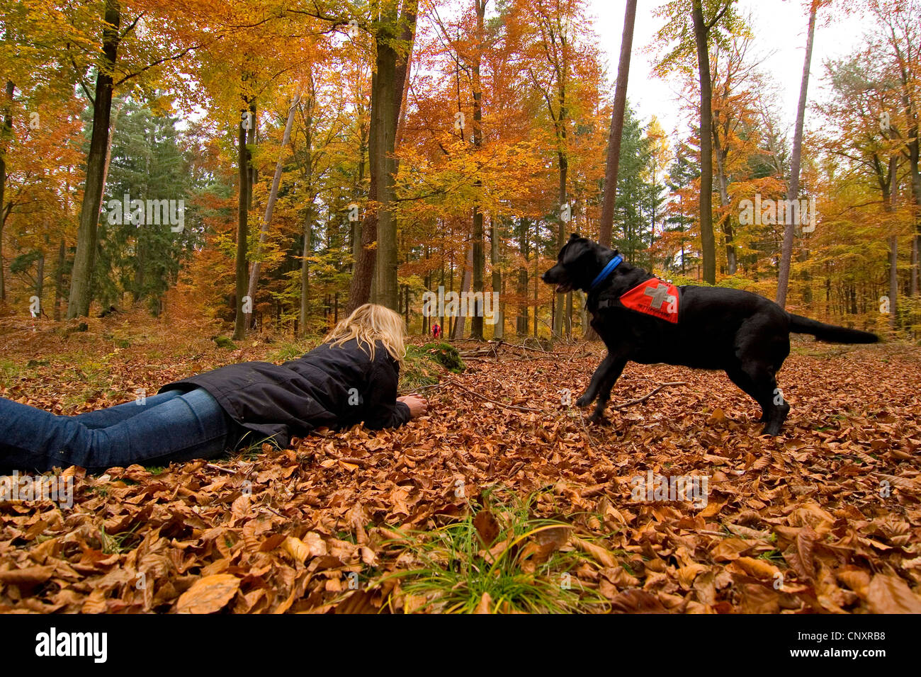 Labrador Retriever (Canis lupus f. familiaris), search and rescue dog finding missed person in autumn forest Stock Photo