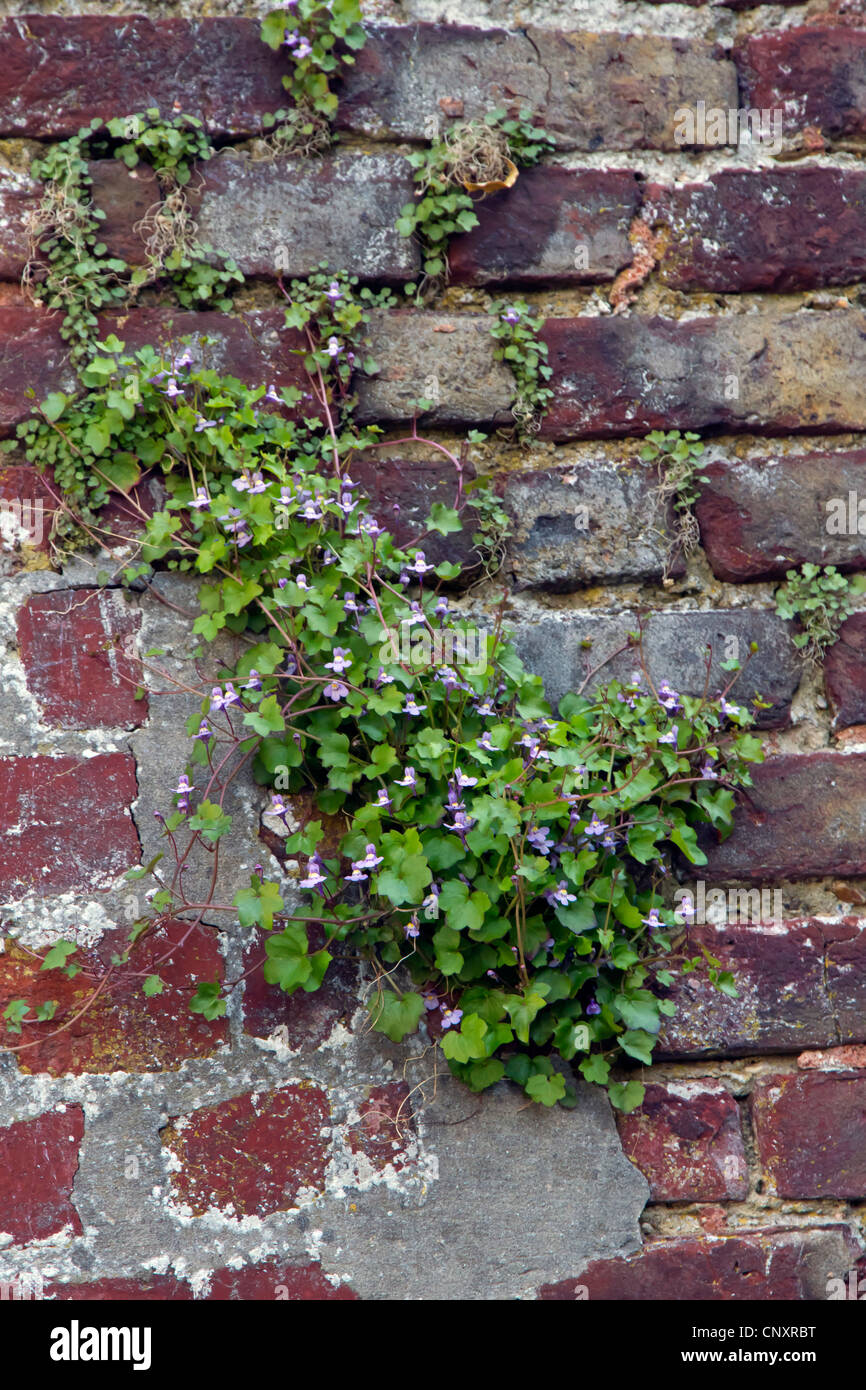 kenilworth ivy, ivy-leaved toadflax, coliseum ivy (Cymbalaria muralis, Linaria muralis), at a wall, France, Picardie Stock Photo